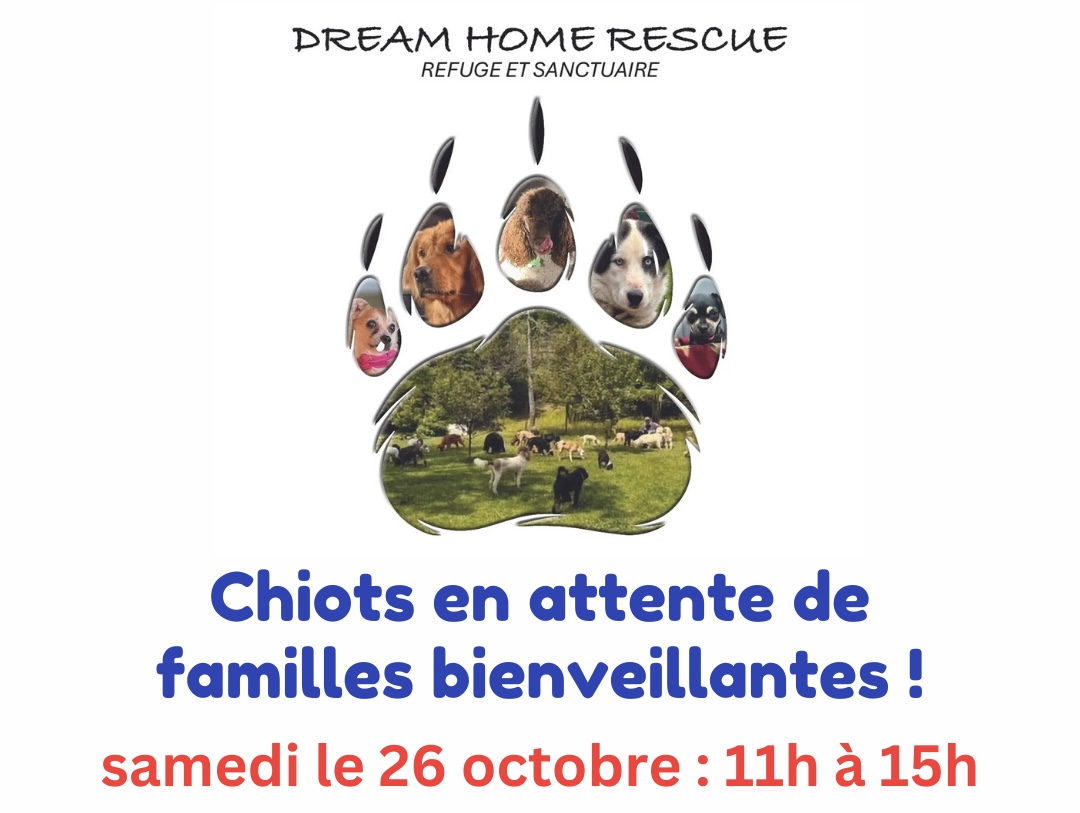 Adoption de chiots