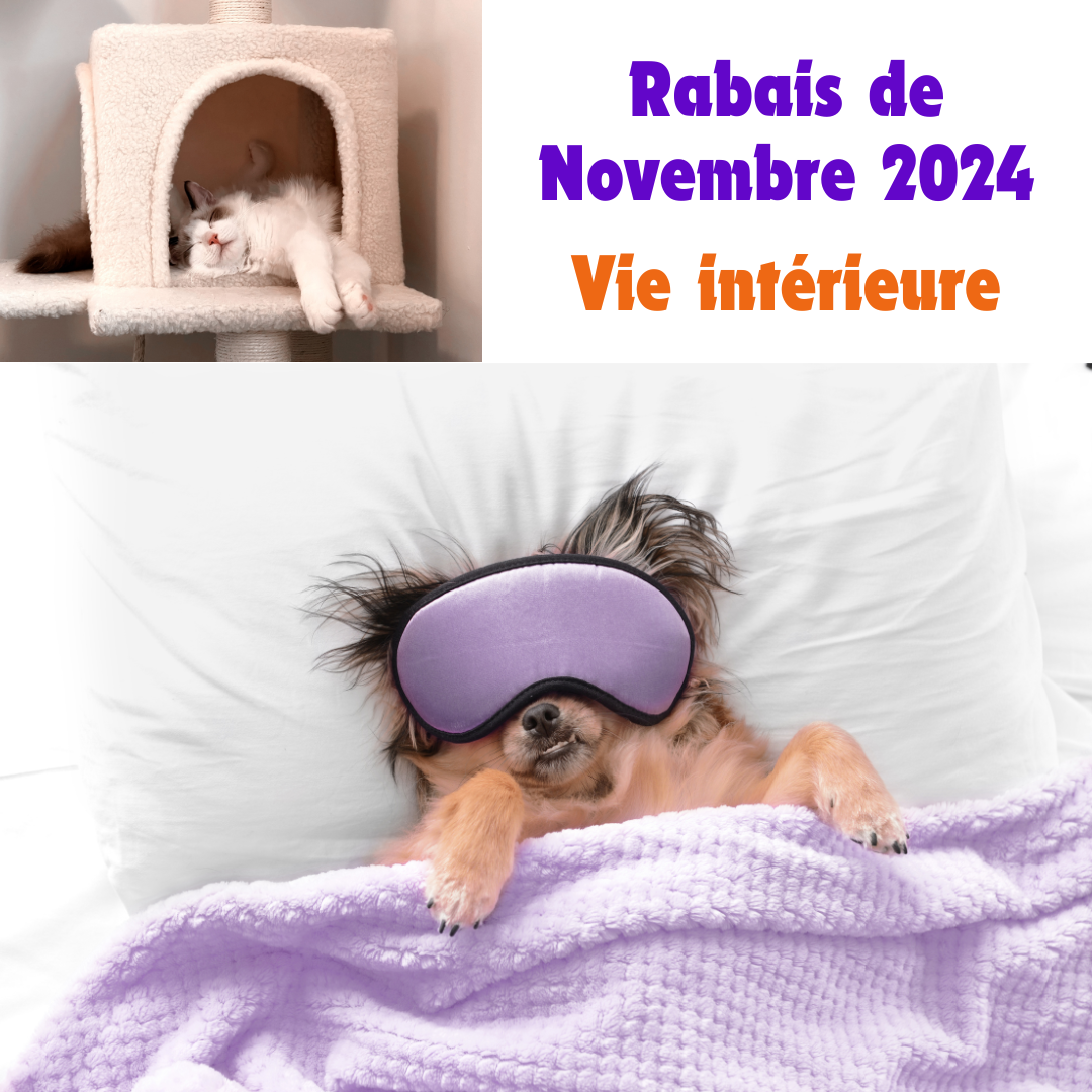 promotion de novembre 2024 