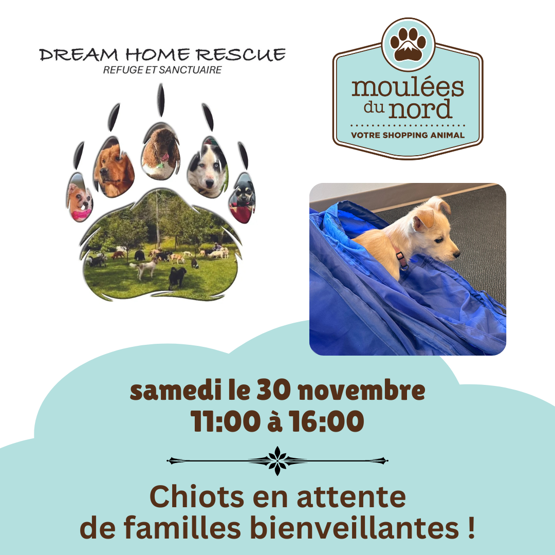 Dream Home Rescue chiots pour adoption