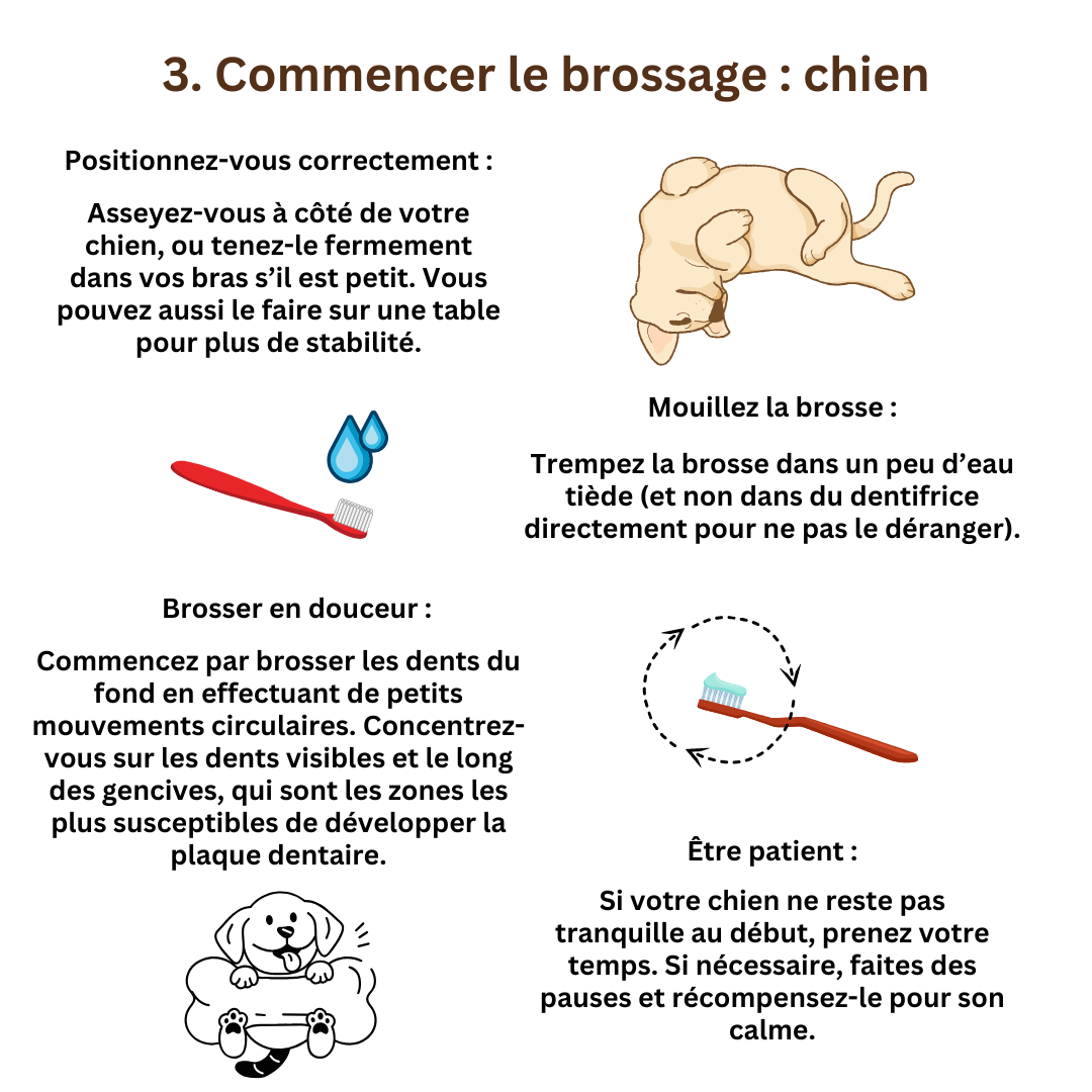 Brossage des dents chats et chiens