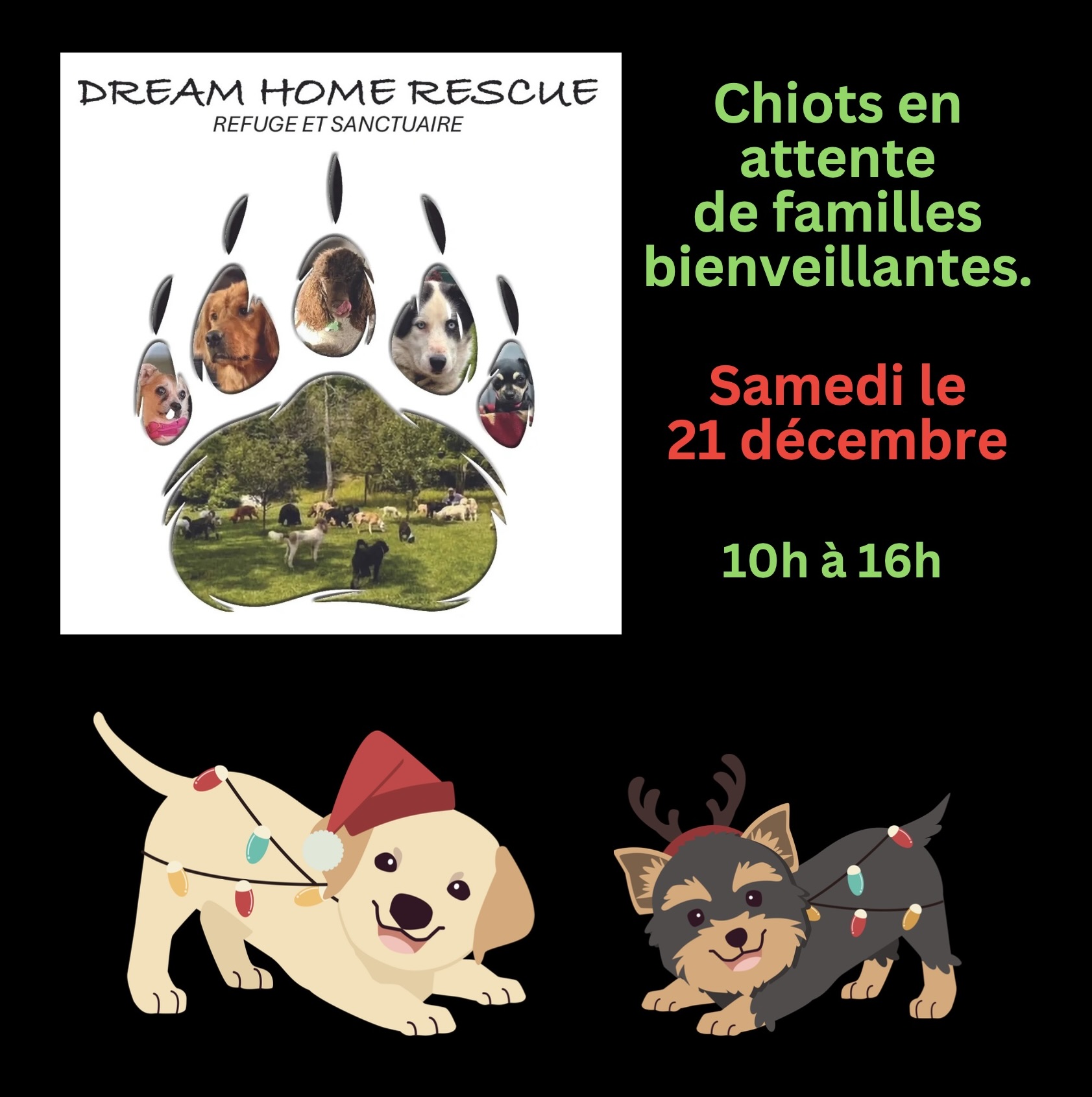 Dream Home Rescue adoption de chiots