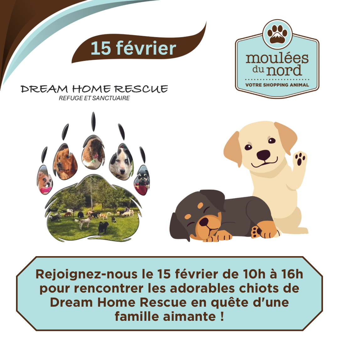 Dream Home Rescue adoption de chiots