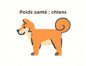 Poids santé et perte de poids chiens