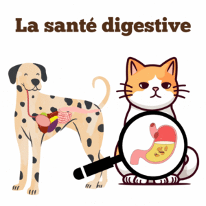 Conseils sur la santé digestive pour chiens et chats