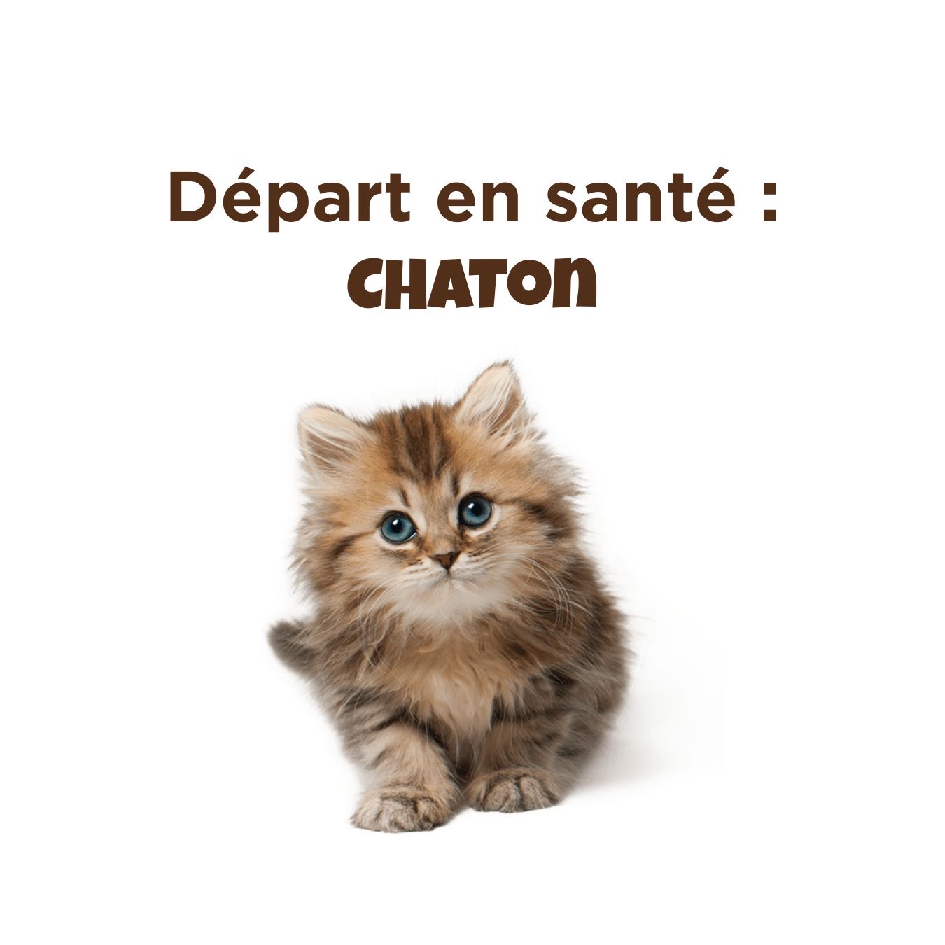 Départ en santé : chaton