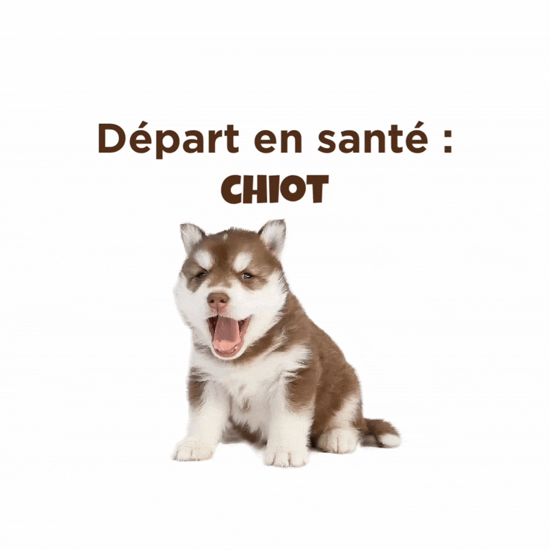 Départ en santé : chiot
