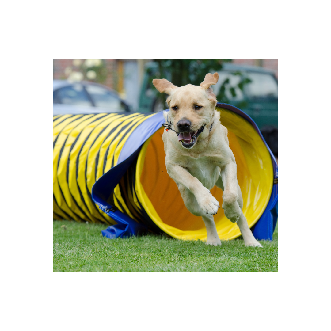 Cours d'obstacle