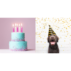 Gâteaux et biscuits pour chien