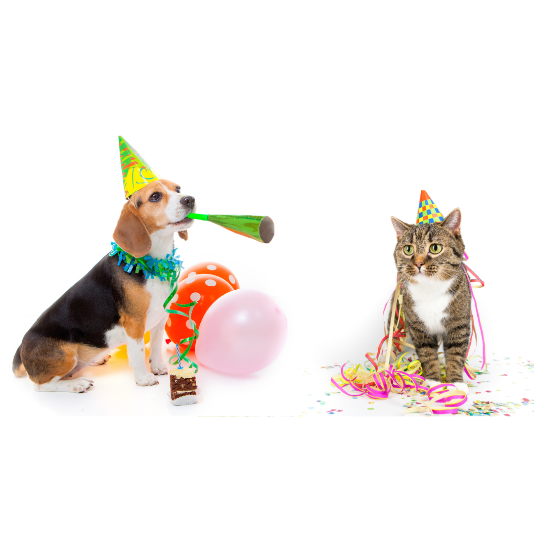 Photobooth pour les animaux avec accessoires