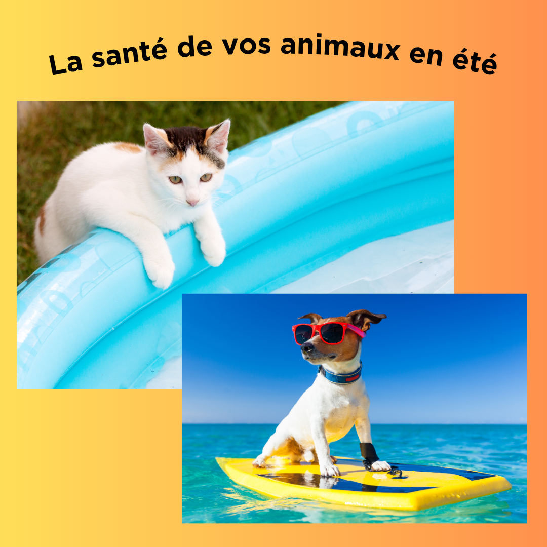 La santé des animaux en été !