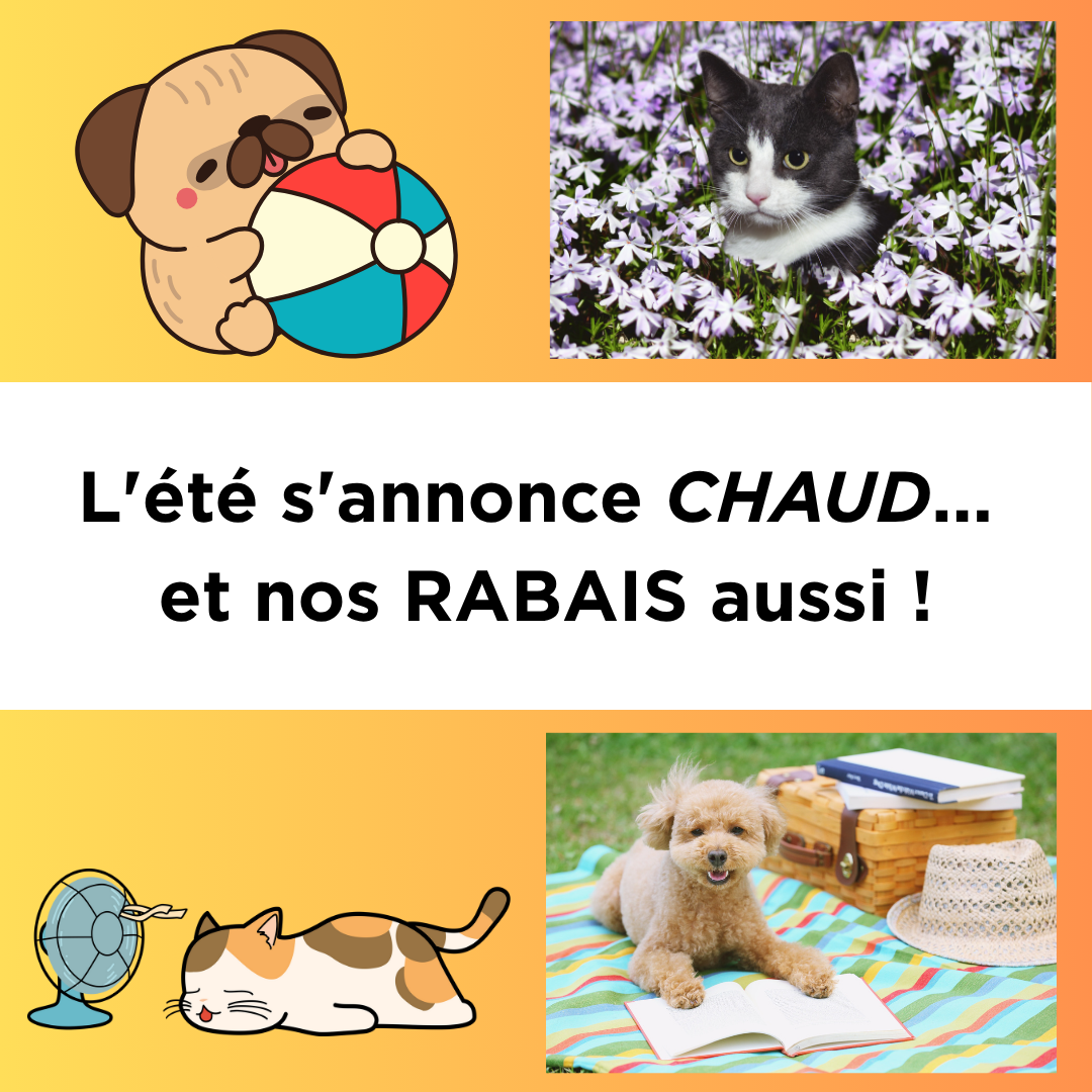 Promotions juillet 2025