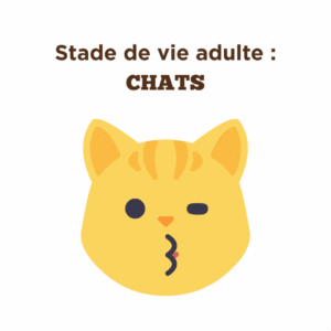 Conseils pour la santé des chats adultes