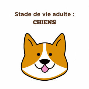 Conseils pour la stade de vie adulte des chiens