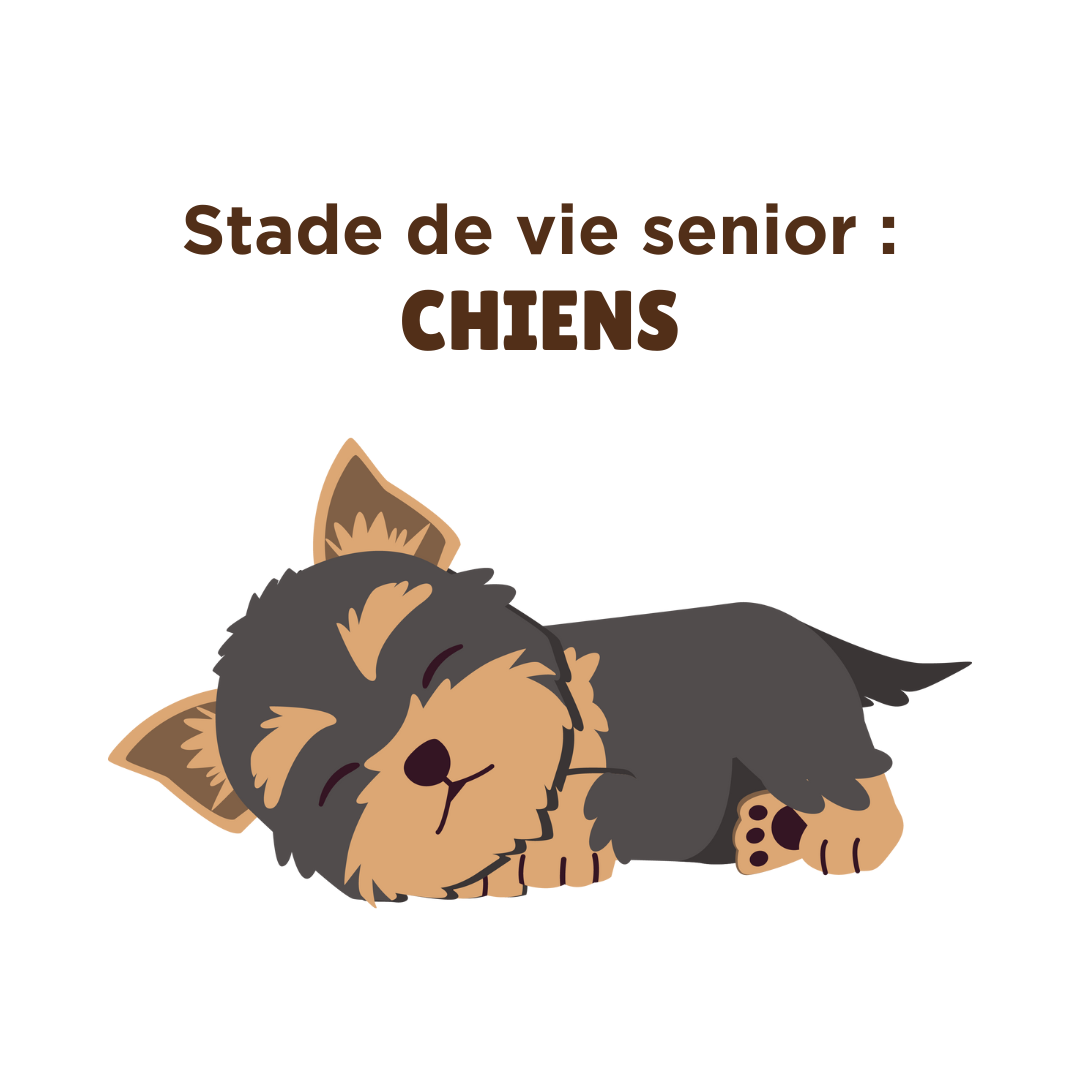 Stade de vie senior : chiens