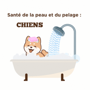 Conseils sur la santé de la peau et du pelage : chiens