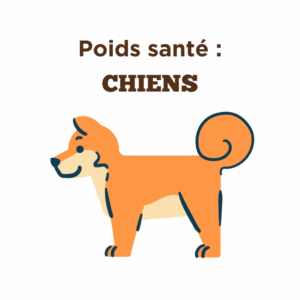 Conseils sur la poids santé pour chiens