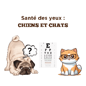Conseils pour la santé des yeux pour chats et chiens