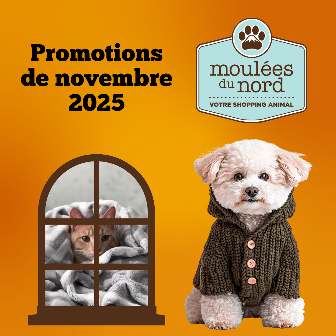 Promotions du mois pour novembre 2025