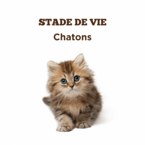 Conseils pour la santé des chatons