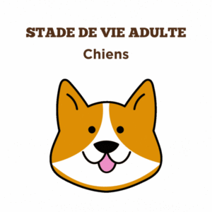 Conseils pour la santé des chiens adultes