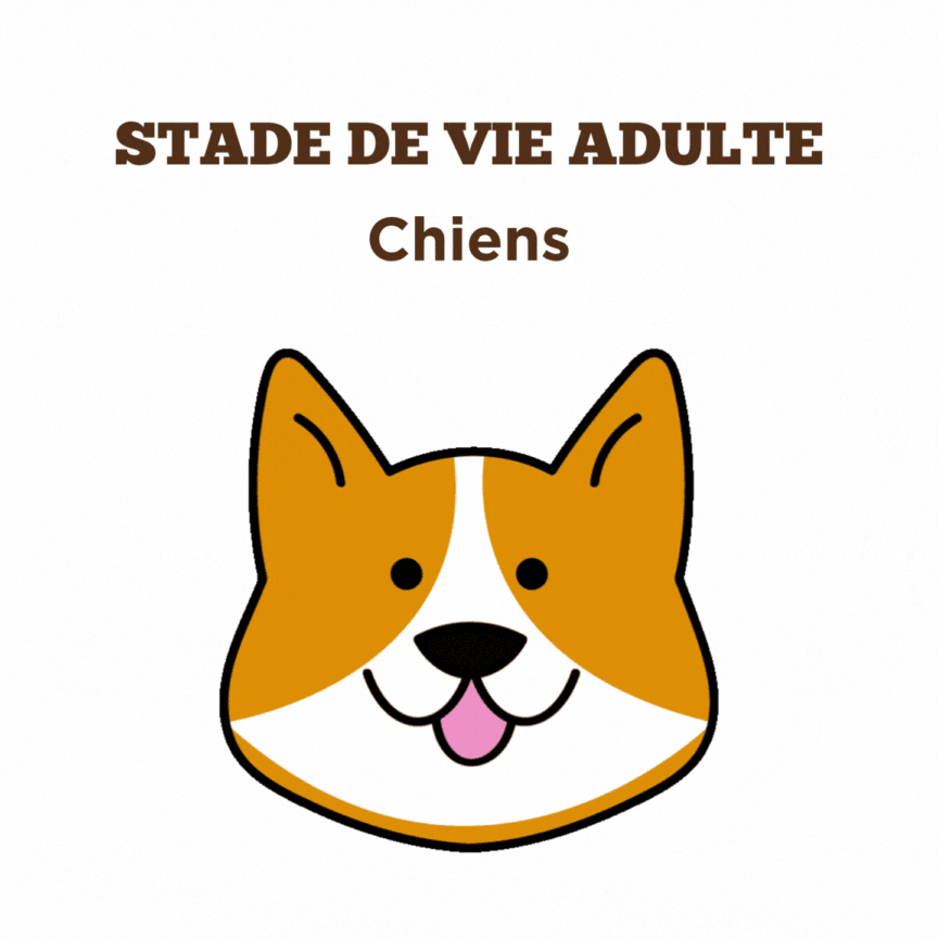 Conseils pour la santé des chiens adultes