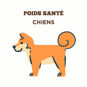 Conseils sur la poids santé pour chiens