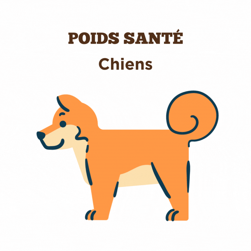 Conseils sur la poids santé pour chiens