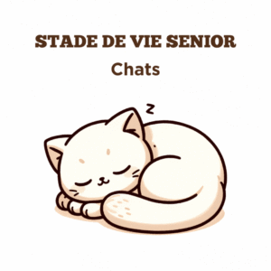 Conseils pour la santé des chats senior