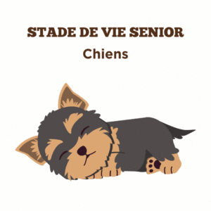 Conseils pour la santé des chiens senior