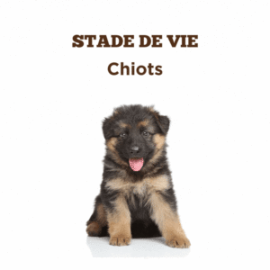 Conseils pour la santé des chiots