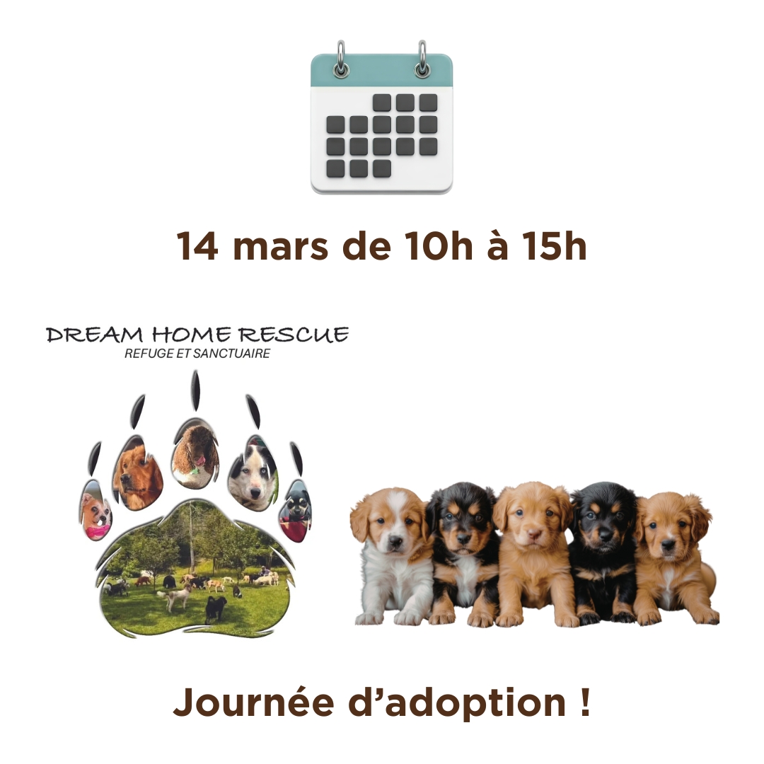 Journée d'adoption de chien chez Moulées du Nord avec Dream Home Rescue