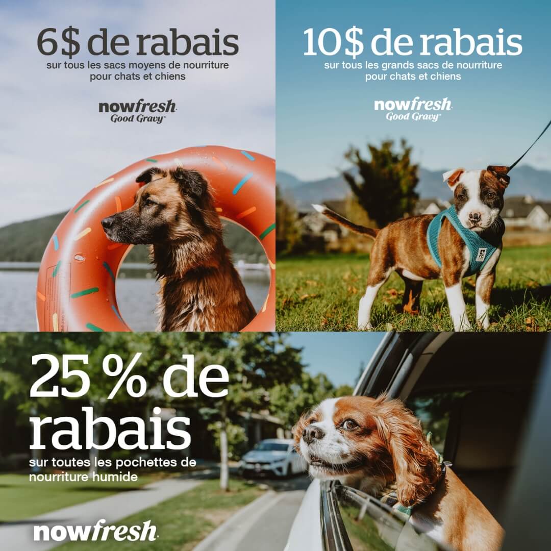 Gros promos sur la nourriture sèche et humide Now Fresh pour chiens et chats