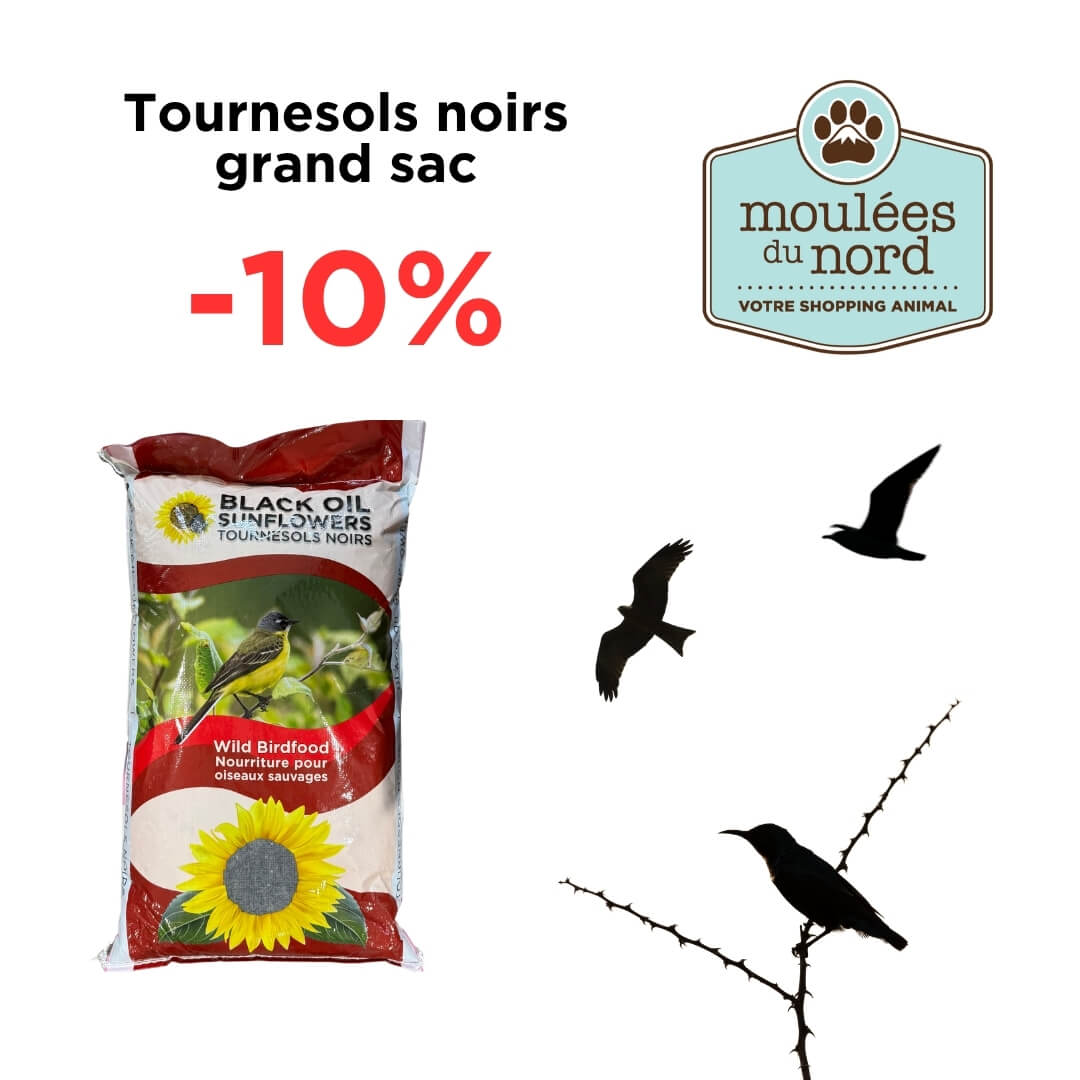 Grand rabais sur les grands sacs de tournesols noirs ce juillet!