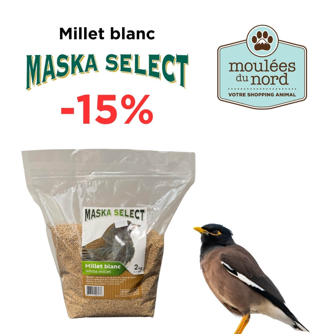 Rabais sur le millet blanc de Maska Select pour vos oiseaux sauvages chez Moulées du Nord